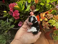 Turbo, a male Shorkie for sale in Slidell, LA – 6 of 7