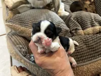 Luca, a male Shorkie for sale in Slidell, LA – 3 of 5