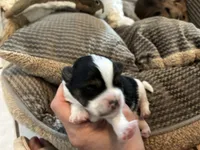 Luca, a male Shorkie for sale in Slidell, LA – 5 of 5