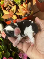 Turbo, a male Shorkie for sale in Slidell, LA – 2 of 7