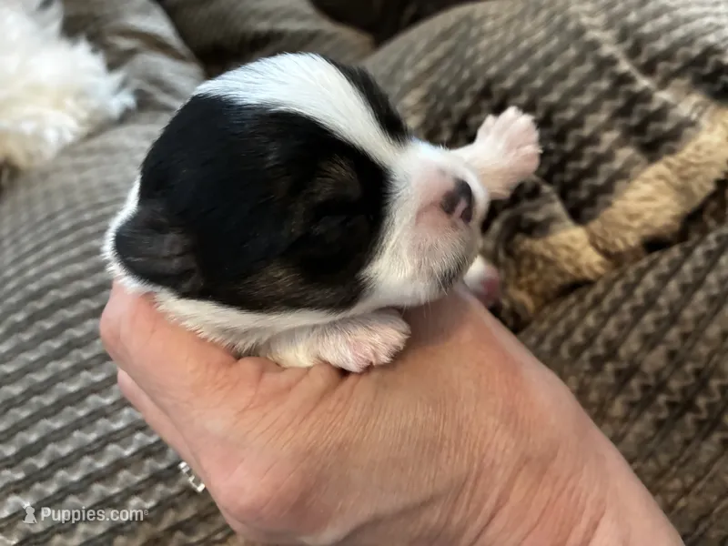 Luca – Shorkie puppy for sale in Slidell, LA