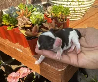 Turbo, a male Shorkie for sale in Slidell, LA – 5 of 7