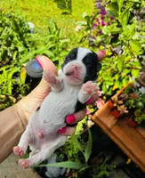 Luca, a male Shorkie for sale in Slidell, LA – 6 of 6