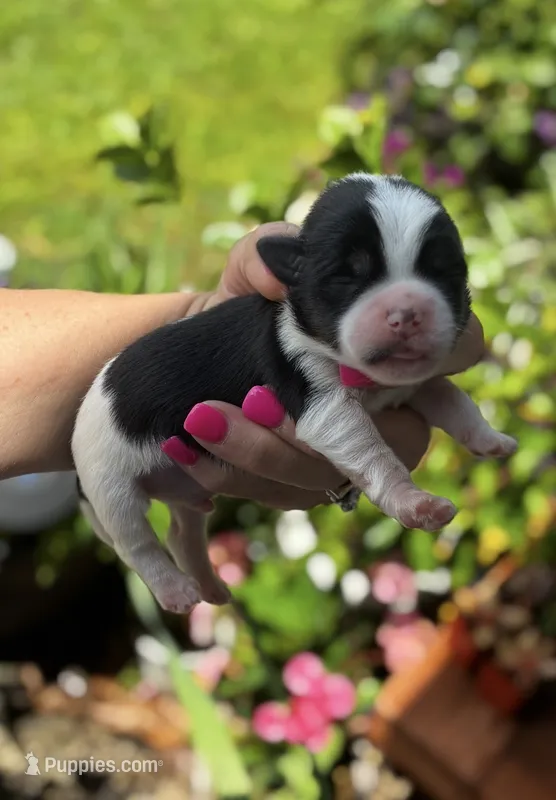 Turbo – Shorkie puppy for sale in Slidell, LA