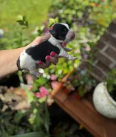 Turbo, a male Shorkie for sale in Slidell, LA – 4 of 7