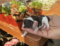 Luca, a male Shorkie for sale in Slidell, LA – 2 of 6
