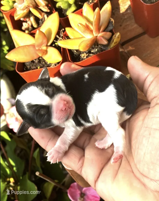 Luca – Shorkie puppy for sale in Slidell, LA