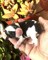 Luca, a male Shorkie for sale in Slidell, LA – 1 of 6