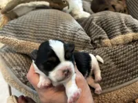 Luca, a male Shorkie for sale in Slidell, LA – 4 of 5