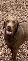 Duke, a male Labrador Retriever for sale in Monroe, NC – 9 of 10