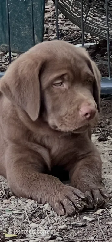 Duke – Labrador Retriever puppy for sale in Monroe, NC