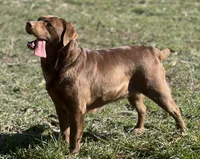 Daisy, a female Labrador Retriever for sale in Monroe, NC – 3 of 8