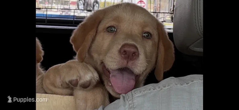 Daisy – Labrador Retriever puppy for sale in Monroe, NC
