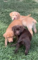 Daisy, a female Labrador Retriever for sale in Monroe, NC – 6 of 8