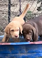 Daisy, a female Labrador Retriever for sale in Monroe, NC – 4 of 8
