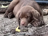 Duke, a male Labrador Retriever for sale in Monroe, NC – 6 of 10