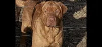 Daisy, a female Labrador Retriever for sale in Monroe, NC – 8 of 8
