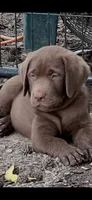 Duke, a male Labrador Retriever for sale in Monroe, NC – 2 of 10