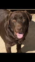 Daisy, a female Labrador Retriever for sale in Monroe, NC – 5 of 8