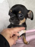 Tammy, a female Chihuahua for sale in Shevlin, MN – 7 of 10