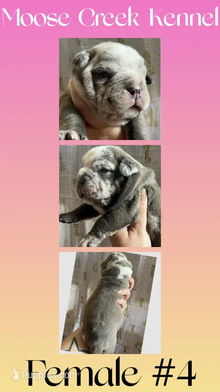 Female #4 – Cane Corso, Olde English Bulldogge puppy for sale in Shevlin, MN