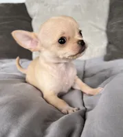 Tilly, a female Chihuahua for sale in Shevlin, MN – 6 of 6
