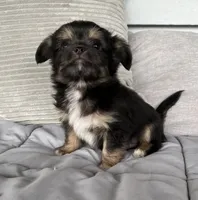 Scruffy, a male Chihuahua and Chinese Crested for sale in Shevlin, MN – 6 of 10