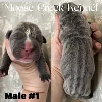 Male #1, a male Cane Corso and Olde English Bulldogge for sale in Shevlin, MN – 2 of 3