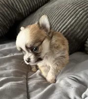 Tommy, a male Chihuahua for sale in Shevlin, MN – 7 of 10