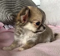 Toto, a female Chihuahua for sale in Shevlin, MN – 10 of 10