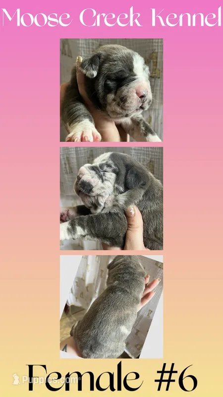 Female #6, a female Cane Corso and Olde English Bulldogge for sale in Shevlin, MN – 1 of 3