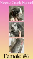 Female #6, a female Cane Corso and Olde English Bulldogge for sale in Shevlin, MN – 1 of 3