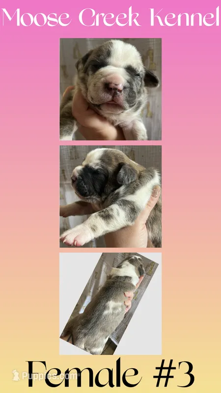 Female #3 – Cane Corso, Olde English Bulldogge puppy for sale in Shevlin, MN