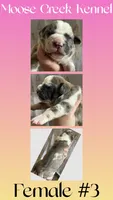 Female #3, a female Cane Corso and Olde English Bulldogge for sale in Shevlin, MN – 1 of 3