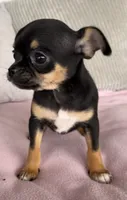 Tammy, a female Chihuahua for sale in Shevlin, MN – 8 of 10