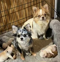 Tiny girl, a female Chihuahua for sale in Shevlin, MN – 9 of 10