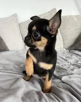 Timmy, a male Chihuahua for sale in Shevlin, MN – 10 of 10