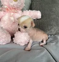 Pinky, a female Chihuahua for sale in Shevlin, MN – 3 of 10