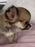Toto, a female Chihuahua for sale in Shevlin, MN – 4 of 10