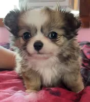 Munchkin , a male Chihuahua for sale in Shevlin, MN – 2 of 9