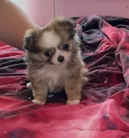 Munchkin , a male Chihuahua for sale in Shevlin, MN – 6 of 9