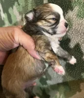 Ivy’s boy, a male Chihuahua for sale in Shevlin, MN – 7 of 10