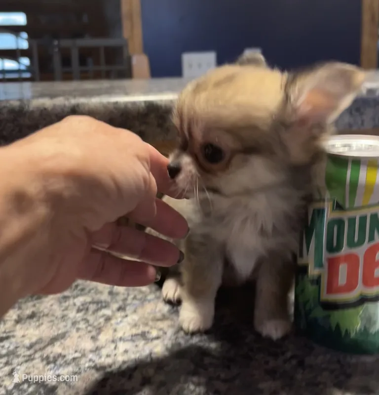 Toto – Chihuahua puppy for sale in Shevlin, MN