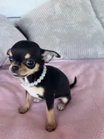 Black and tan girl #3, a female Chihuahua for sale in Shevlin, MN – 8 of 10
