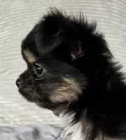 Scruffy, a male Chihuahua and Chinese Crested for sale in Shevlin, MN – 7 of 10