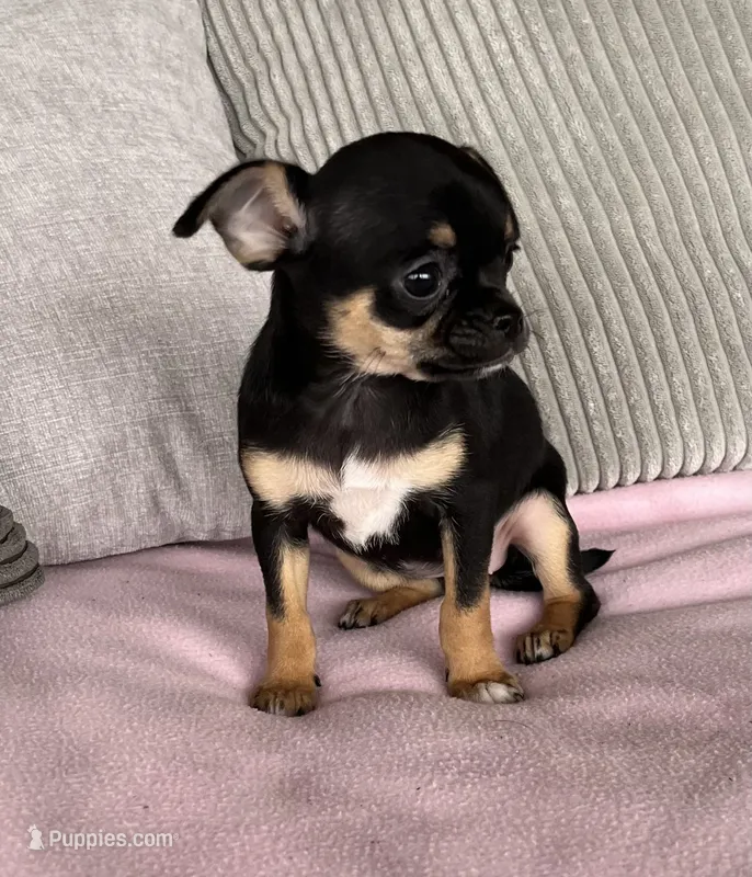 Tammy – Chihuahua puppy for sale in Shevlin, MN