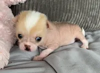Pinky, a female Chihuahua for sale in Shevlin, MN – 6 of 10