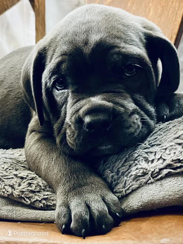 Male #2 – Cane Corso, Olde English Bulldogge puppy for sale in Shevlin, MN