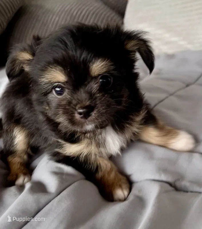 Scruffy – Chihuahua, Chinese Crested puppy for sale in Shevlin, MN