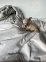 Tiny girl, a female Chihuahua for sale in Shevlin, MN – 6 of 10
